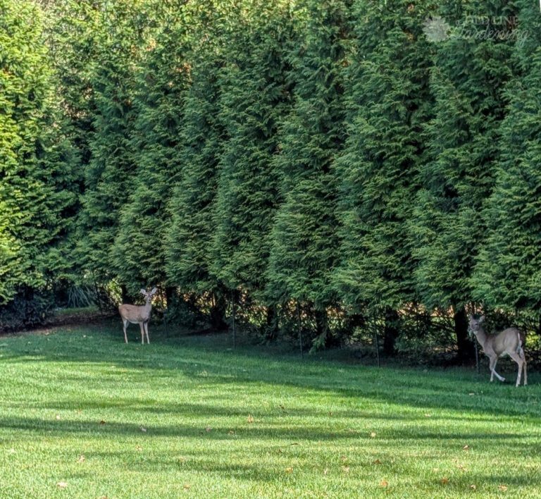 deer browse, arborvitae damage, privacy screen problems, Maryland gardening