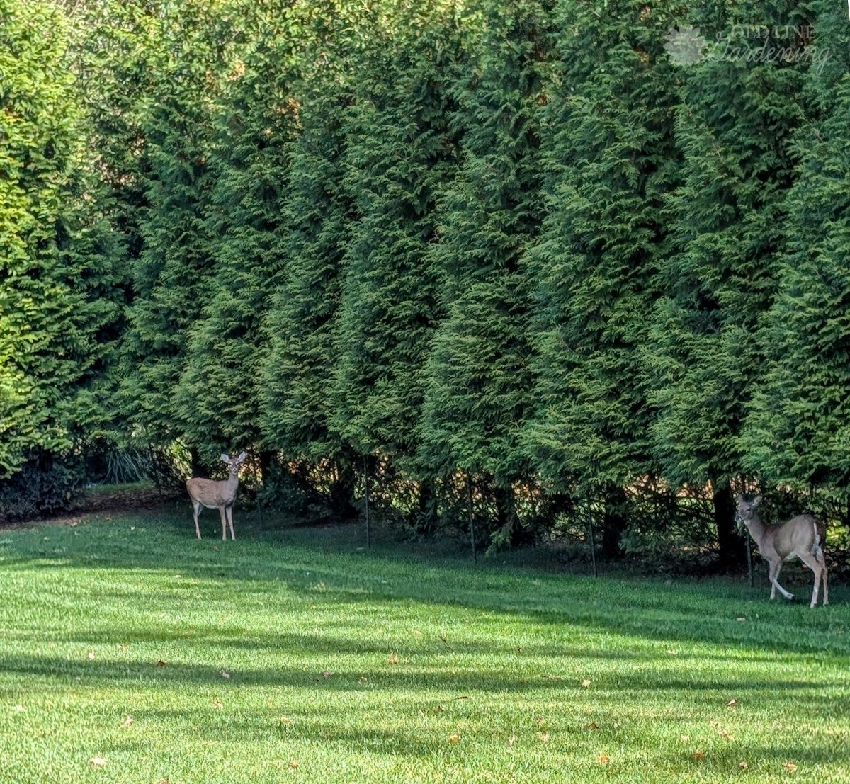 deer browse, arborvitae damage, privacy screen problems, Maryland gardening