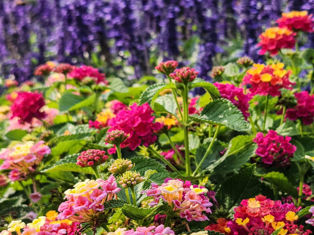 Lantana flowers in blooming in late summer in Baltimore Maryland
